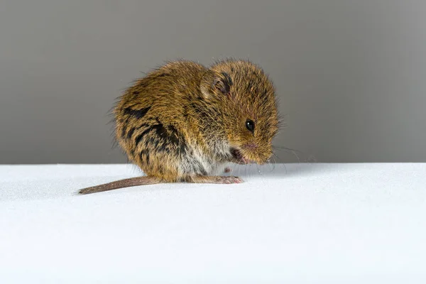 Zbliżenie Dziki Brązowy Pole Mysz Lizanie Jego Ręce — Zdjęcie stockowe