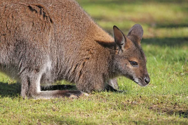 Kangaroo Animal Animal Australiano — Fotografia de Stock