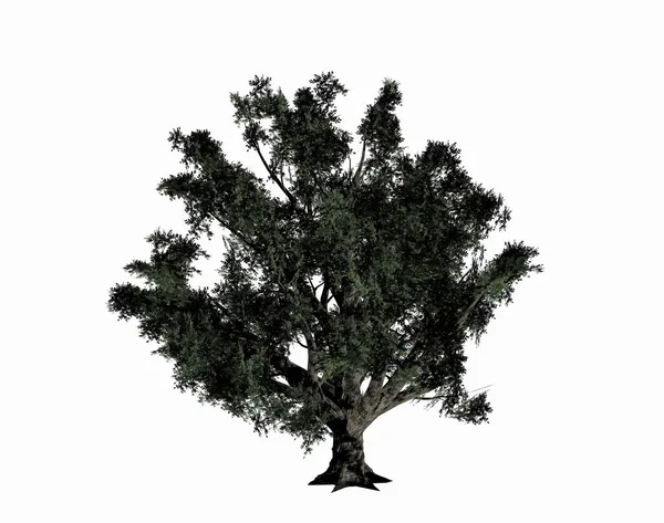 Дерево Зеленое Легкое — стоковое фото
