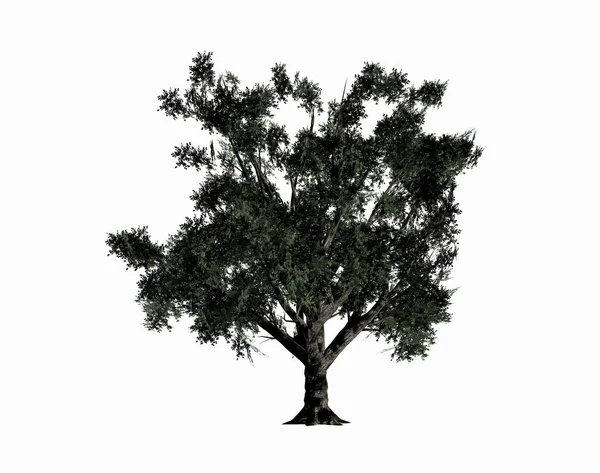 Дерево Зеленое Легкое — стоковое фото