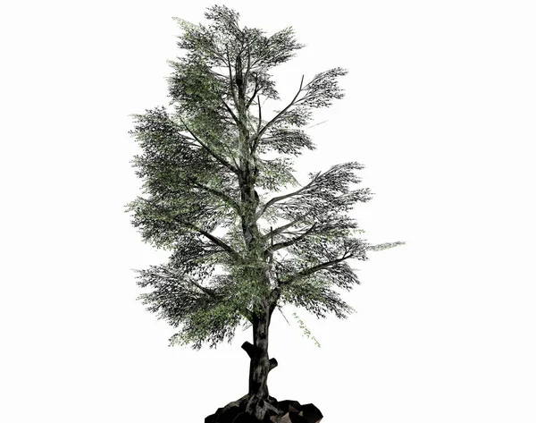 Yeşil Akciğer Gibi Ağaç — Stok fotoğraf