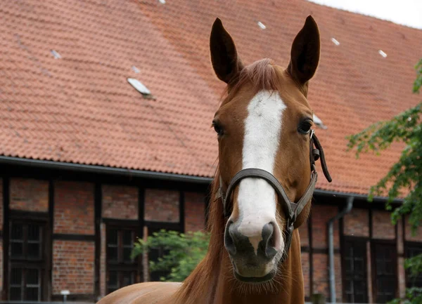 Милий Кінь Дикій Природі — стокове фото