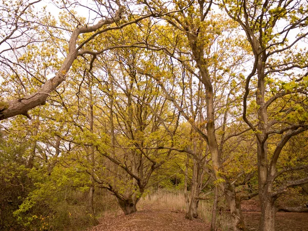 Stromy Jaře Větvemi Nové Zelené Listy Lese Zlatý Klid Klid — Stock fotografie