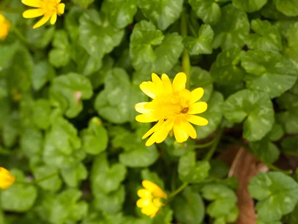 Een Mooie Natte Gele Bloemenkop Bosbodem — Stockfoto