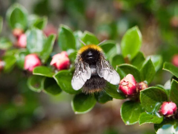 Μια Κοντινή Μακροεντολή Μιας Μέλισσας Ένα Φυτό Κήπου Που Λαμβάνεται — Φωτογραφία Αρχείου