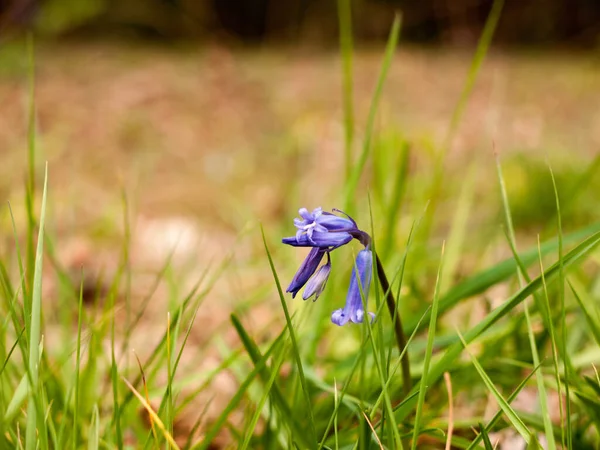 Uma Macro Incrível Bluebell Por Conta Própria Isolado Sem Ninguém — Fotografia de Stock