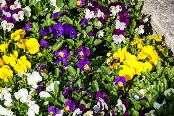 Gyönyörű Virágok Szirmok Növény — Stock Fotó