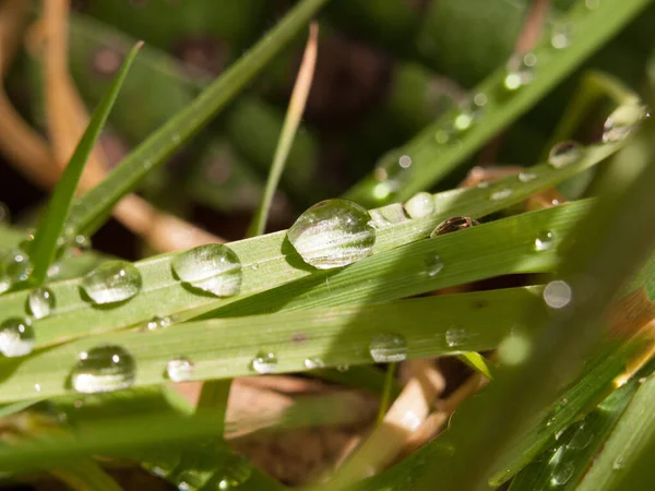 Exuberante Grama Molhada Com Grandes Bolhas Gotas Água Linda Luz — Fotografia de Stock