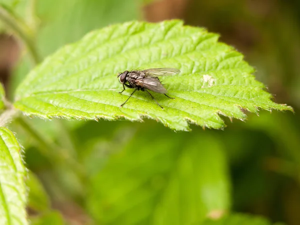 Uma Mosca Comum Normal Fora Floresta Que Descansa Cima Uma — Fotografia de Stock