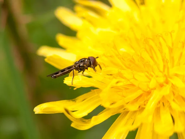 Gul Maskros Blomma Huvudet Våren Från Sidan Med Fluga Vilar — Stockfoto