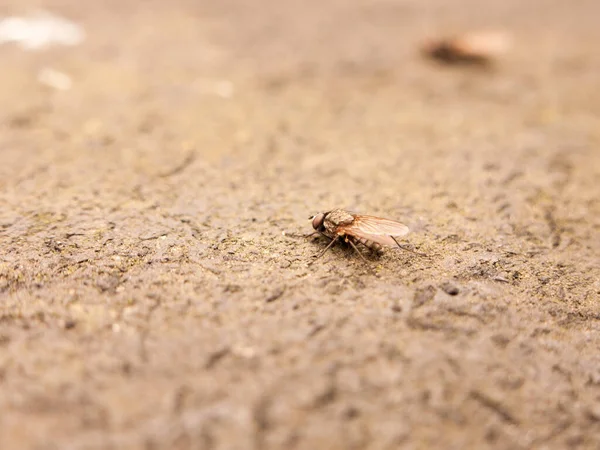 Eine Auf Dem Boden Liegende Fliege Detail Und Makro Nahaufnahme — Stockfoto