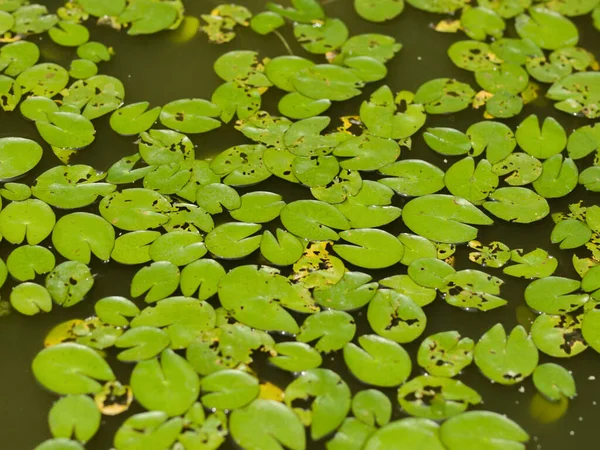 Barevná Fotografie Lily Polštářky Stále Vodě — Stock fotografie