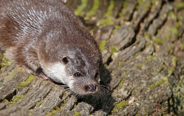 Lutra Lutra Otter Dier — Stockfoto