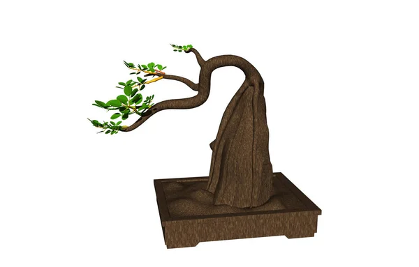 Bonsai Boom Flora Takken — Stockfoto