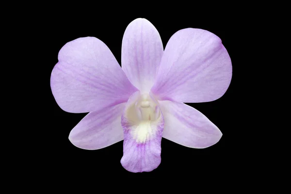 Orquídea Cor Violeta Flor Isolada Fundo Preto Objetos Com Caminhos — Fotografia de Stock