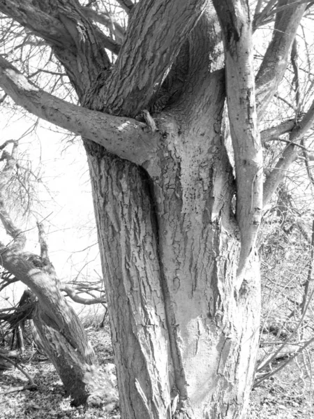 Czarno Białe Ujęcie Szczegółów Dwóch Drzew Razem — Zdjęcie stockowe