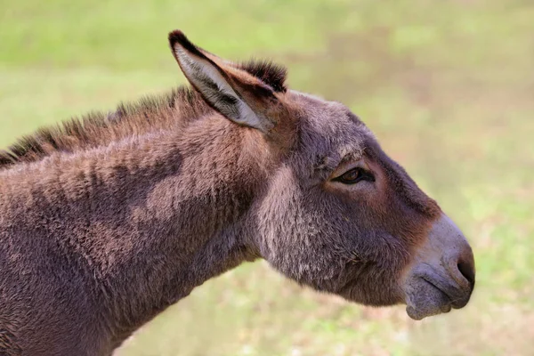 Retrato Dormouse Equus Africanus Asinus — Fotografia de Stock