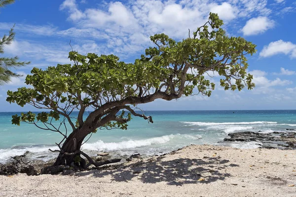 Krummer Drzewo Atolu Rangiroa Archipelag Tuamotu Polinezja Francuska Południowy Pacyfik — Zdjęcie stockowe