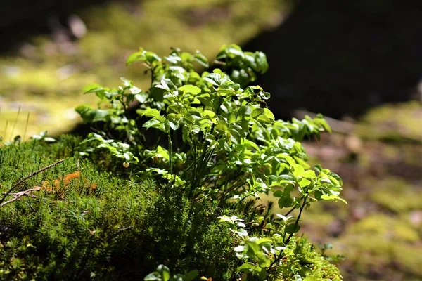 长满苔藓的森林里的小灌木 — 图库照片