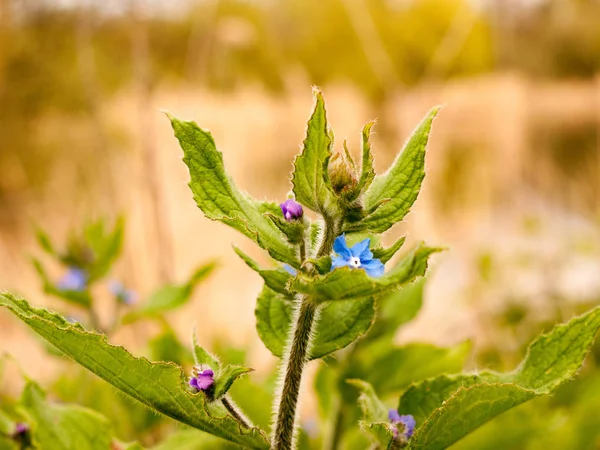 Flores Azuis Pequenas Bonitas Pacíficas Topo Uma Planta Brotando Florescendo — Fotografia de Stock