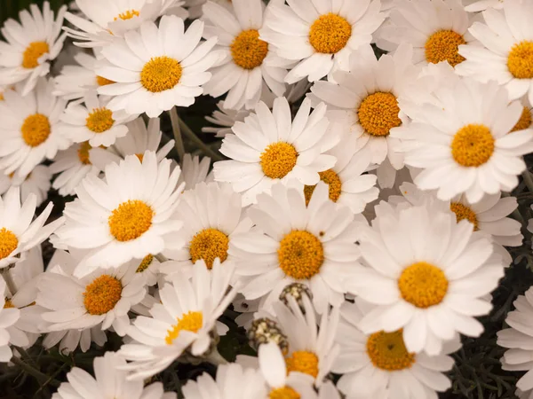 Daisy Full Bloom — Foto de Stock