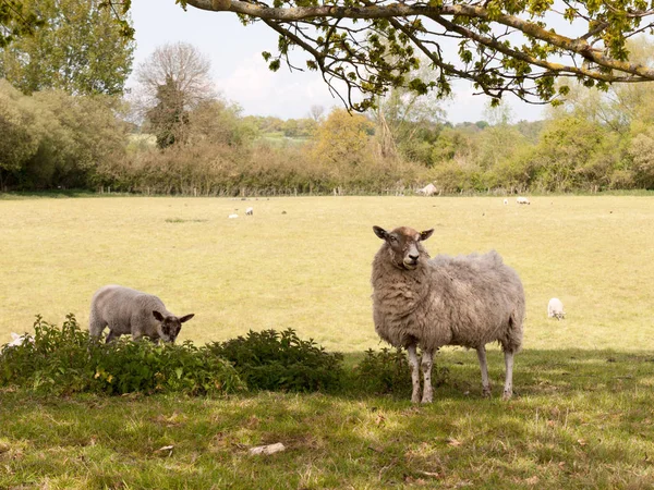 Ein Weibliches Mutterschaf Und Ihr Junges Lamm Unter Einem Baum — Stockfoto
