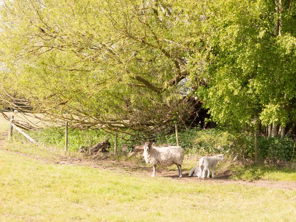 Mouton Des Agneaux Reposant Sous Arbre Des Arbustes Ombre Regardant — Photo