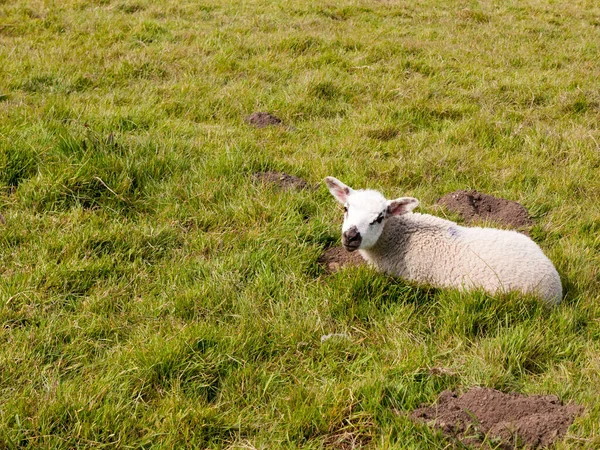 春天的时候 一只小羊躺在地板上 看着摄像机 看起来很可爱 — 图库照片