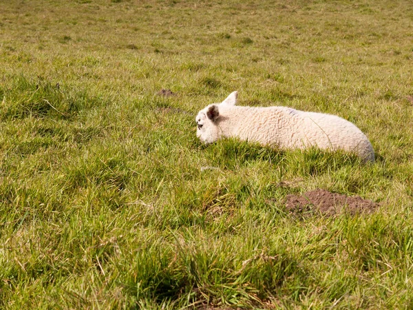 Ένα Κεφάλι Αναπαύεται Κάτω Μικρό Πρόβατο Την Άνοιξη Ένα Χωράφι — Φωτογραφία Αρχείου