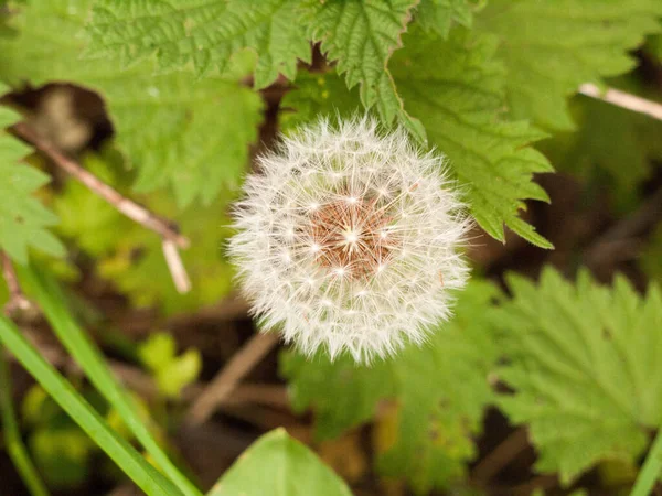 Dandelion Dandelion Fluff Dandelion Tranquil Abstract Closeup Art Background Dandelion — Stock Photo, Image