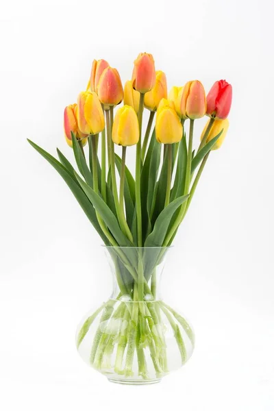 Tulip Blooming Flowers Nature Flora Tulips — Stock Photo, Image