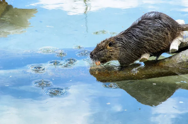 Rato Rio Nutria Myocastor Coypus Com Uma Cenoura Boca Deslizando — Fotografia de Stock