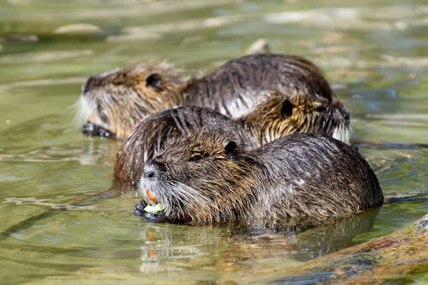 Grupa Szczurów Rzecznych Nutria Myocastor Coypus Siedzi Wodzie Jedząc Warzywa — Zdjęcie stockowe