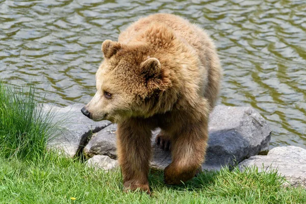 Niedźwiedź Brunatny Ursus Arctos Spacerujący Brzegu Rzeki — Zdjęcie stockowe