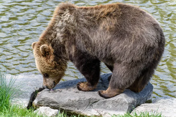 棕熊动物 — 图库照片