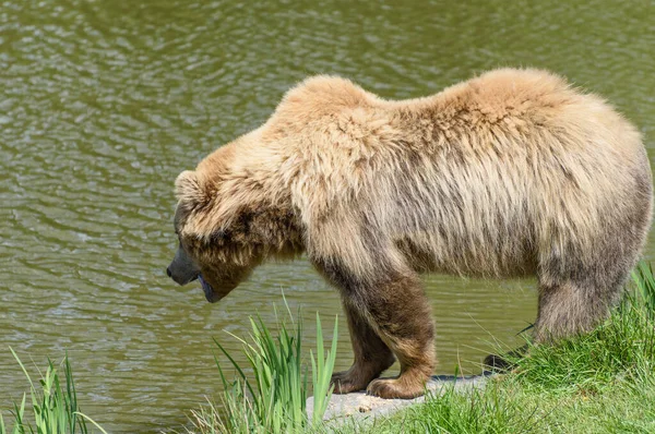 Witaj Rybko Wyjdź Pozwól Nam Się Pobawić Niedźwiedź Brunatny Ursus — Zdjęcie stockowe