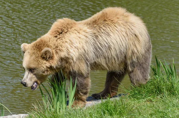 Niedźwiedź Brunatny Ursus Arctos Spacerujący Wzdłuż Brzegu Rzeki — Zdjęcie stockowe