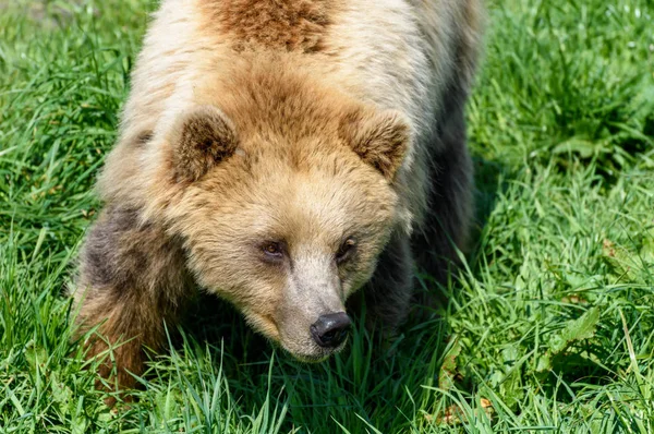 Zbliżenie Niedźwiedzia Brunatnego Ursus Arctos Widok Góry Dół — Zdjęcie stockowe