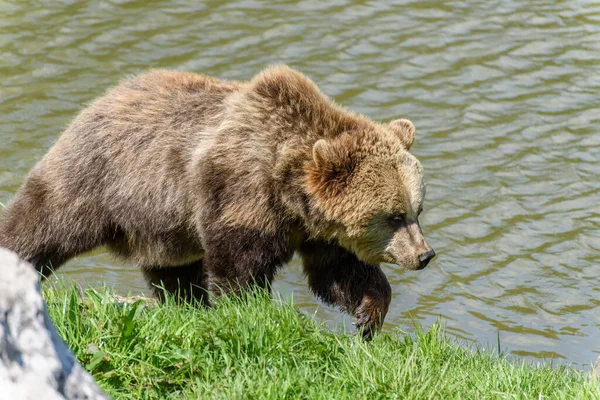 Urso Castanho Ursus Arctos Caminhando Longo Uma Ribeira — Fotografia de Stock