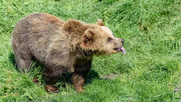Barna Medve Állat Grizzly — Stock Fotó