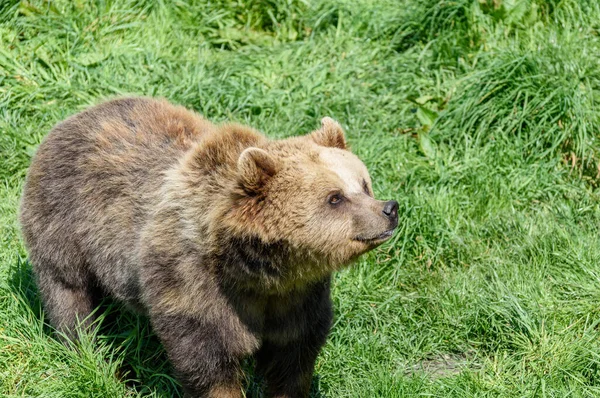 Barna Medve Állat Grizzly — Stock Fotó