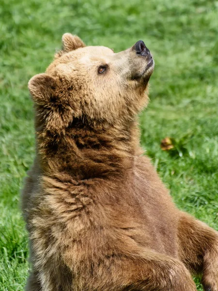 茶色のクマの動物 グリズリー — ストック写真