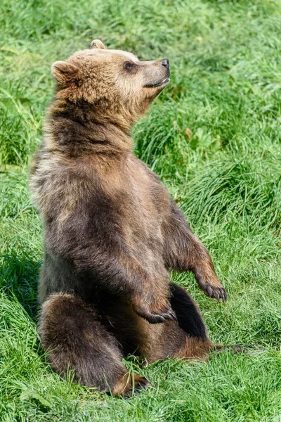 茶色のクマの動物 グリズリー — ストック写真