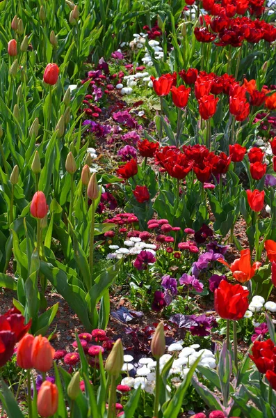 Flores Tulipas Flora Primavera — Fotografia de Stock