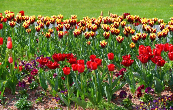 郁金香花 春天植物 — 图库照片