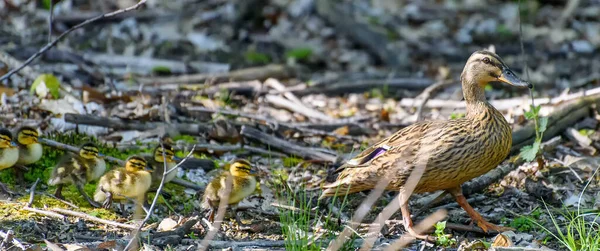 Natürliche Führung Entenküken Folgen Ihrer Mutter Durch Das Unterholz — Stockfoto