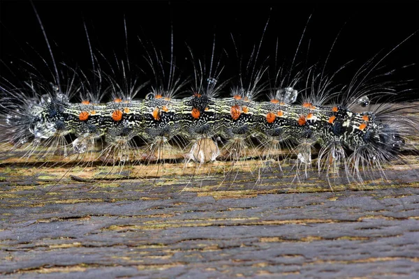 Caterpillar Worm Nature Insect — Stock Photo, Image