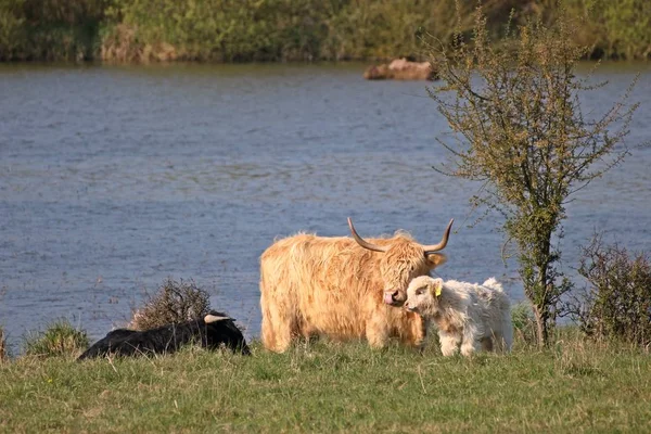 Wit Hoogland Kalf Knuffelen Met Zijn Moeder — Stockfoto