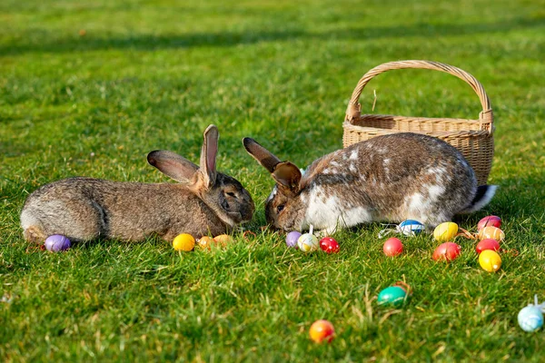 Easter Bunny Eggs — Stock Photo, Image