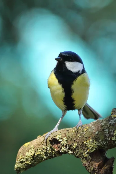 Great Tit Una Rama — Foto de Stock